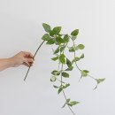 그린필로우 이미지