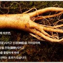 마포인삼