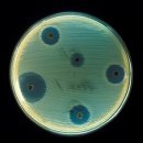 Address to the People of Harlem on the White Man | Alexander Fleming(알렉산더 플레밍)