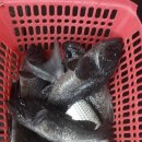 훼미리호 좌대낚시터 이미지