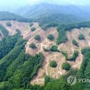 벌채지역 연합뉴스