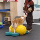 엔젤짐 반려견 아카데미 이미지