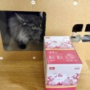 경기한펫 | 고양이 습식 파우치, 펫쥬르 경독고프리미엄 영양스튜 고양이 보양식 후기