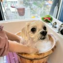 그루밍베베 이미지