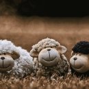 행운의 로또 이미지