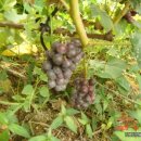 신안농장 이미지