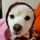 창현동물병원 네이버블로그