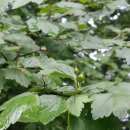 수도산 자연휴양림 이미지