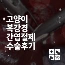 대덕 동물병원 | 고양이 복강경 간엽절제수술 후기 [대전대덕구고양이동물병원]