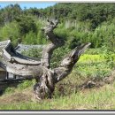반곡 공(盤谷公) 류적(柳績)의 일생