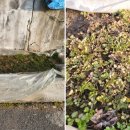 미나리광 이미지