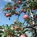 일신농장 이미지