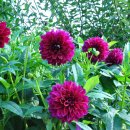 노곡1리 이미지