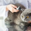 광진동물병원 이미지