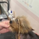 마이뷰티독 이마트 월계점 이미지