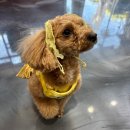 매탄동레이어드펌:: 가오니크헤어에서 레이어드펌 대성공 후기