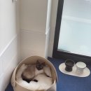 고양이 생활 호텔 이미지