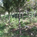 청계리농장 이미지