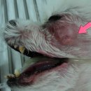 치료멍멍동물병원 이미지