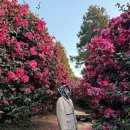 숨도 귤림성 | 제주 동백꽃 명소 제주도 숨도 귤림성 카페 동백 꽃말