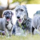 강아지 공화국 이미지