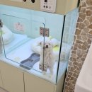 여기는 펫샵 이미지