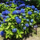 수국정원 이미지