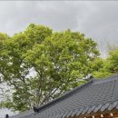 원이성커피 | 전주 근교 힐링 카페, 나만 알고 싶은 한옥 카페 ‘원이성’ 후기