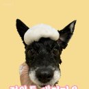 토리애견샵 | 정왕동애견수제간식/정왕동강아지수제간식/정왕동강아지케이크/정왕동애견미용 [멍샵]