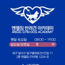 엔젤짐 반려견 아카데미 이미지