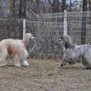 아이페티앙 이미지