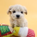 당진낙협동물병원 | 당진강아지 말티푸 분양, 대전 동양 애견에서 만난 특별한 인연