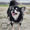 1951 | 포인핸드 입양후기[❤️입양후기❤️] 1951.테리