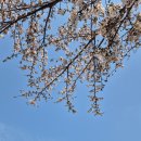 라이온즈 태권도장 | 2024년 4월 - 신나는 등교 / 에버랜드 판다월드 바오패밀리 / 벚꽃산책 / 최강야구