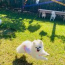 피개행개 이미지