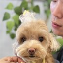 파파뭉 네이버블로그