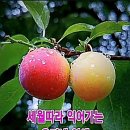 저녁노을 앞에 선 인생 편지 이미지