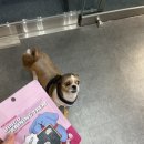 브라이트 독 이미지