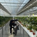 하늘농장 | [서울 인천 근교 나들이] 딸기체험, 28개월 아이와 가볼만곳 김포 별빛하늘농장 후기 (내돈내산)