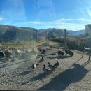 디어팜 (Deer Farm) | [뉴질랜드 남섬 여행] - 퀸스타운 디어파크하이츠