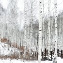 인제12-1 이미지