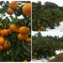 강창민농장 이미지