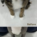 부산고양이미용&호텔 무냥무냥 대연점 이미지