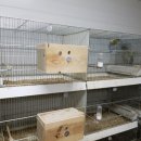 버드리농장 이미지