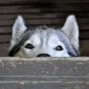 빼꼼 Daum카페