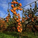 광의농장 이미지