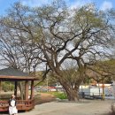 하유일기 이미지