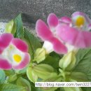 인헌동-13 이미지