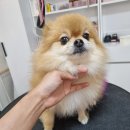 리틀댕댕 이미지