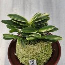 문향원